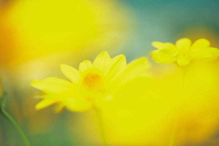 「百花」場面写真(C)2022「百花」製作委員会