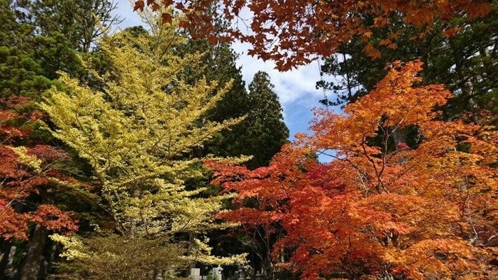 奥之院・英霊殿前の紅葉・黄葉(2021年11月6日撮影)