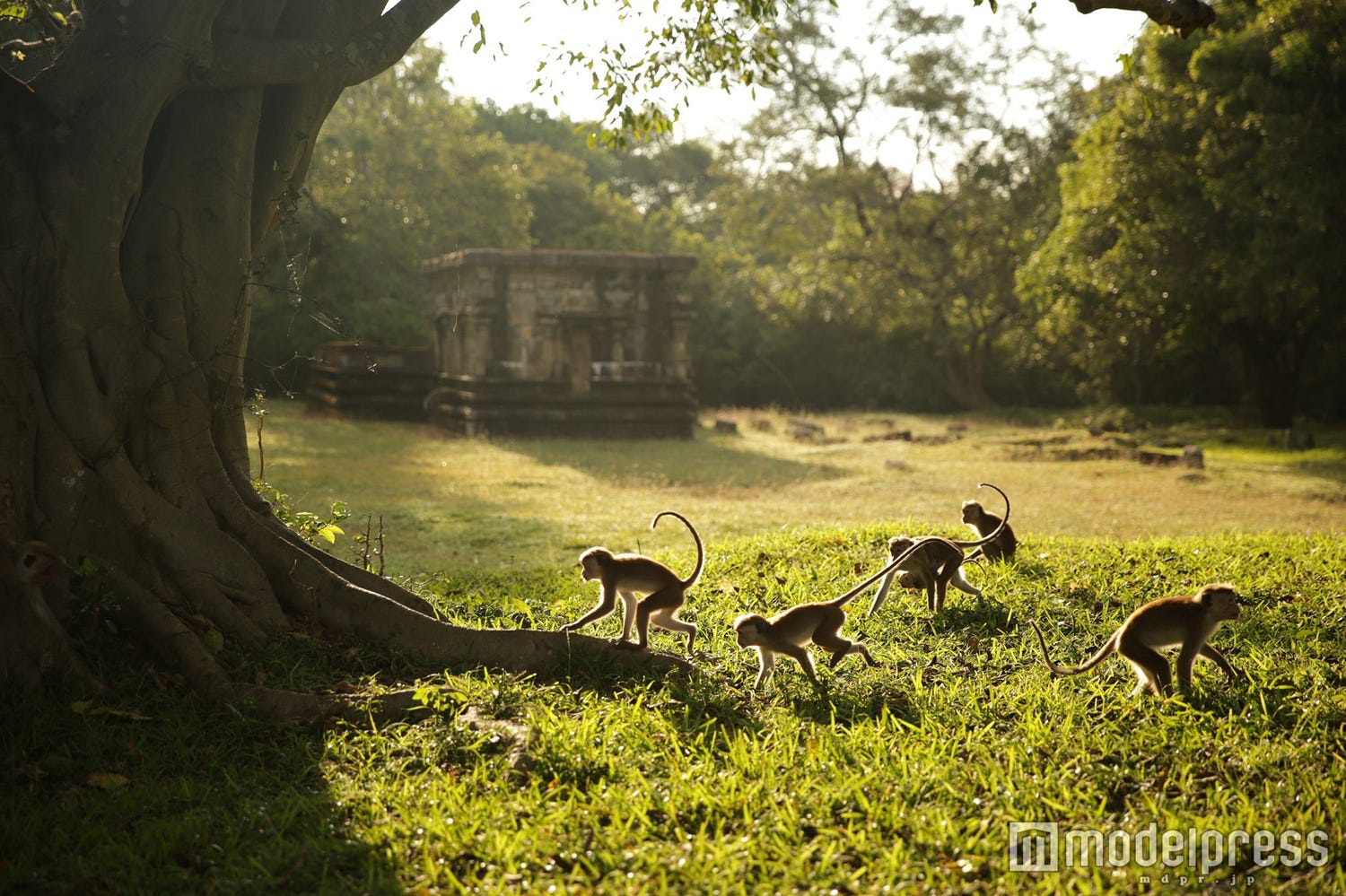 オービィ横浜、スリランカの猿の冒険物語を新たに上映 限定“猿バーガー”も登場