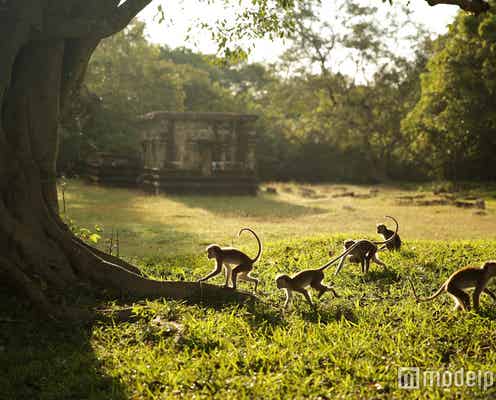 オービィ横浜、スリランカの猿の冒険物語を新たに上映 限定“猿バーガー”も登場