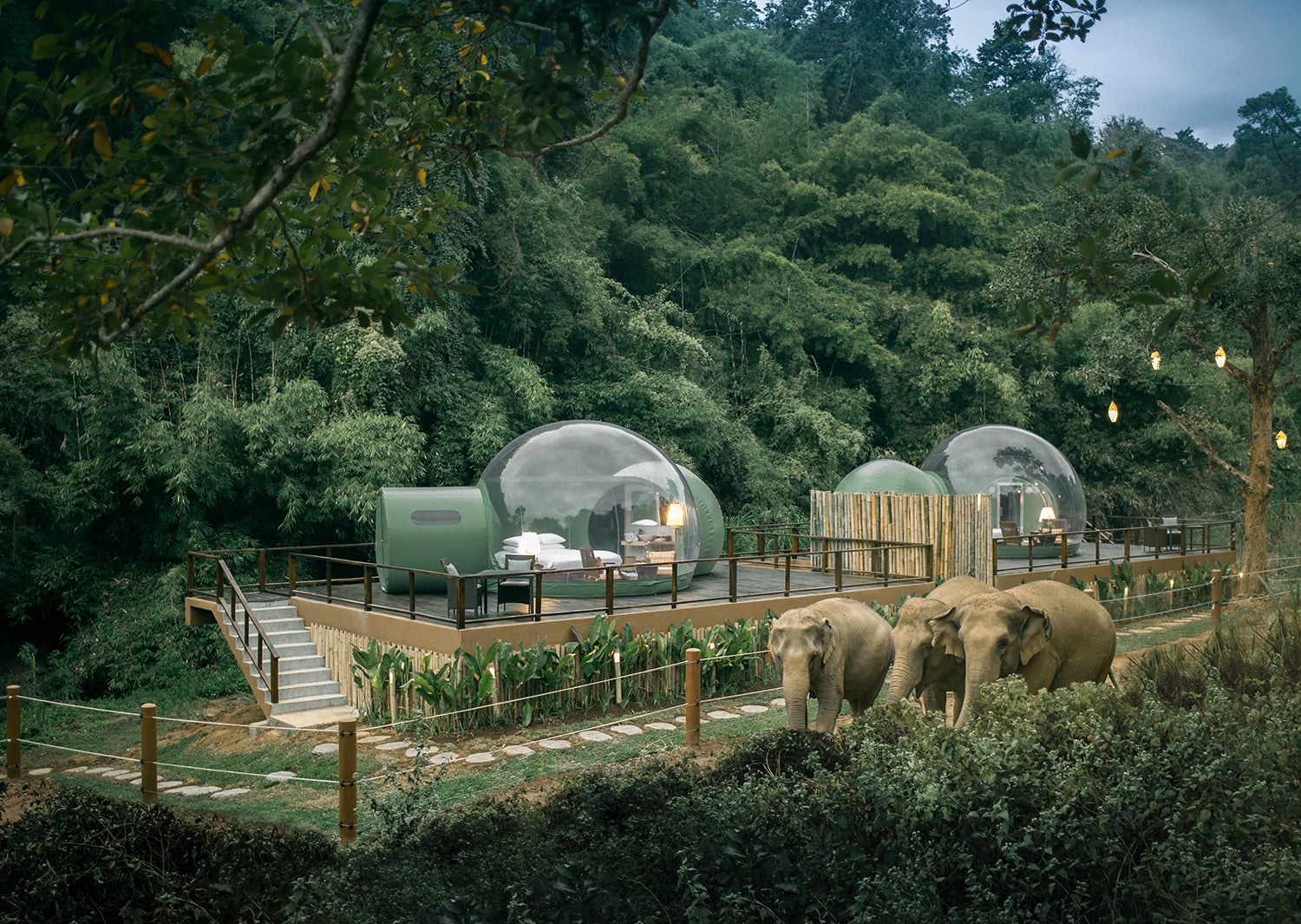 透明ドームから象と星空を眺める タイのジャングルに佇む宿泊施設が話題 女子旅プレス