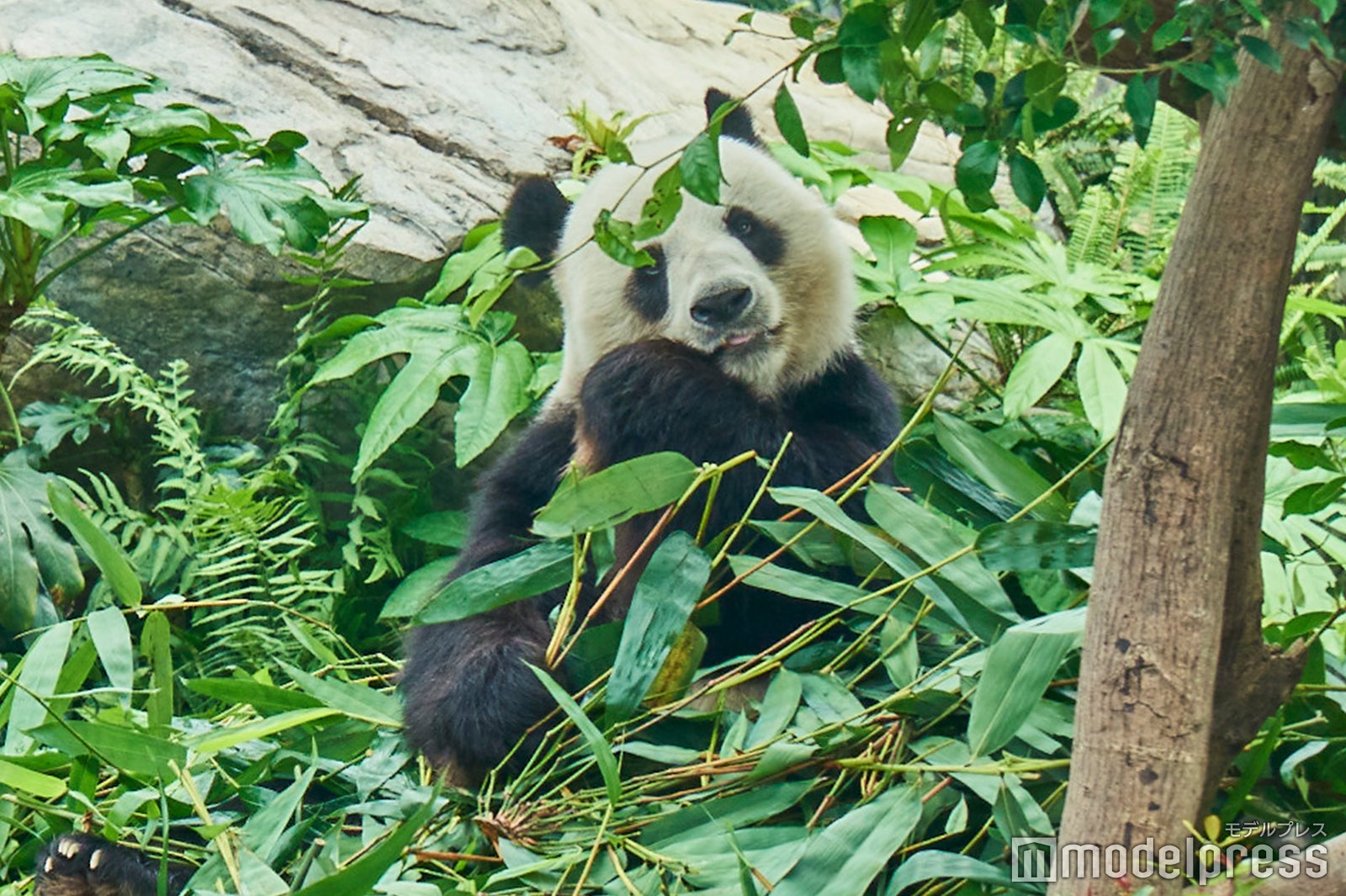 日本にはないパンダとの距離感に大興奮！（C）モデルプレス