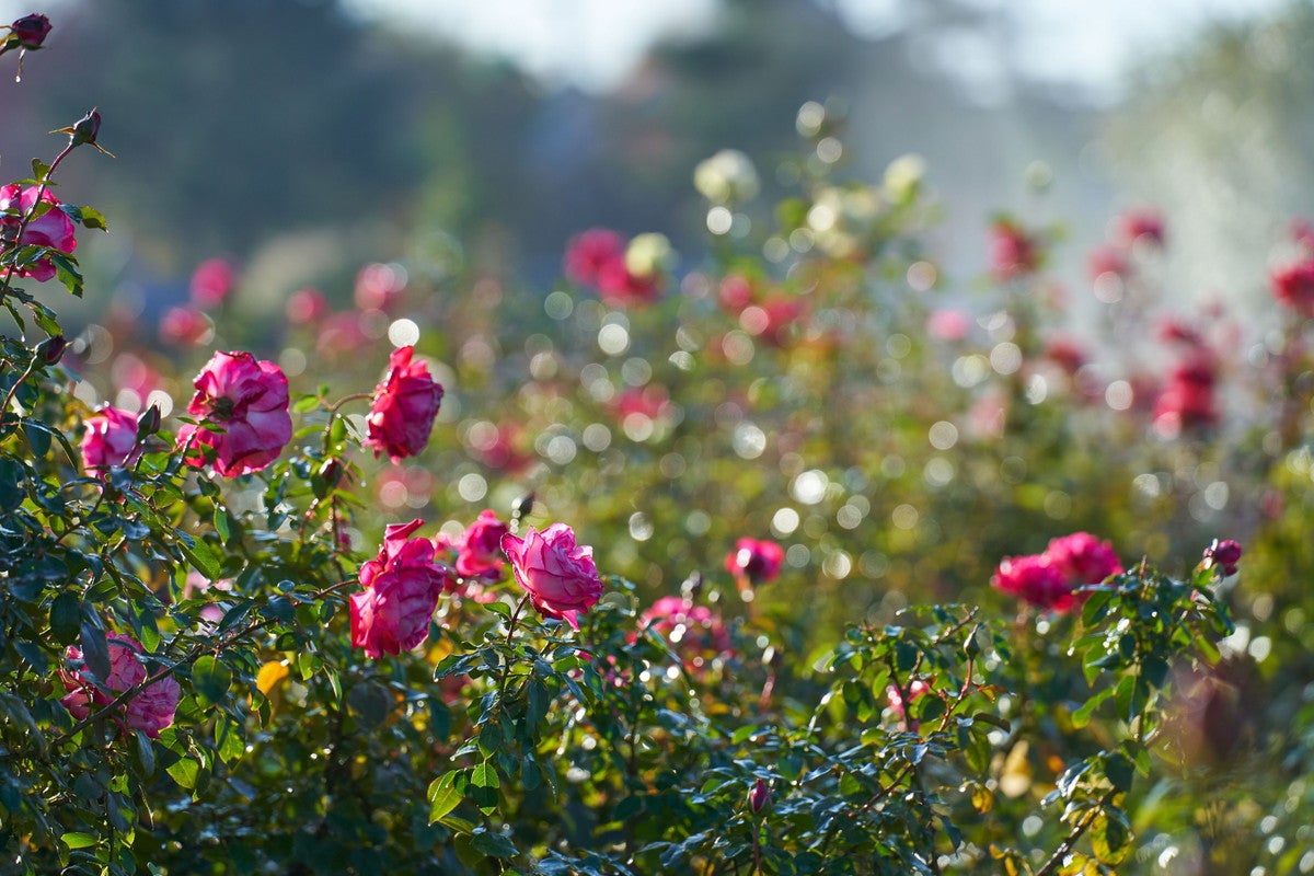 京成バラ園／画像提供：京成バラ園芸