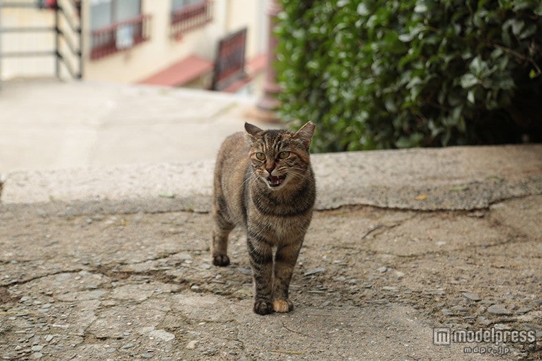 町並みに溶け込む可愛い猫たちがお出迎え