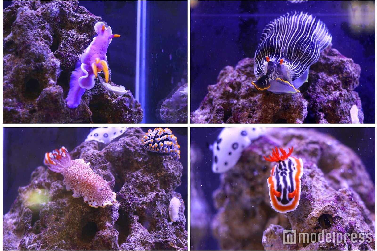 海のカラフルモンスター ウミウシリウム／画像提供：横浜八景島