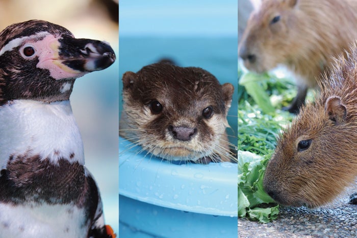 かわいい動物たちを間近で見て、触れる!人数限定の餌やり体験もあります(提供画像)