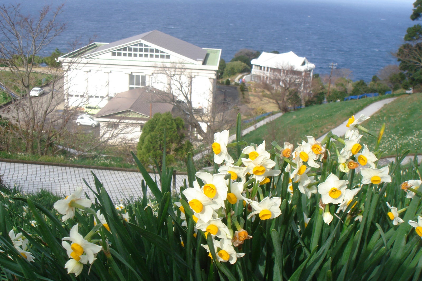水仙の季節は冬。凛とした冷たい空気に、水仙の高貴な香りが漂います。（提供画像）