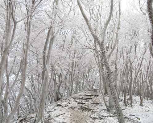【奈良】まるで別世界…！地元ライターがこっそり教える「氷の絶景」