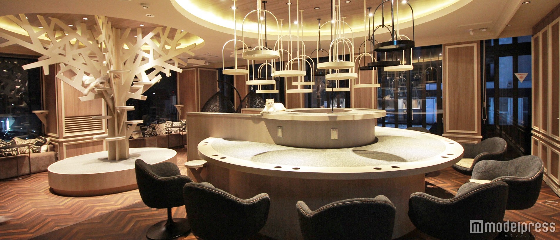 猫カフェMoCHA渋谷店店内／画像提供：モカ