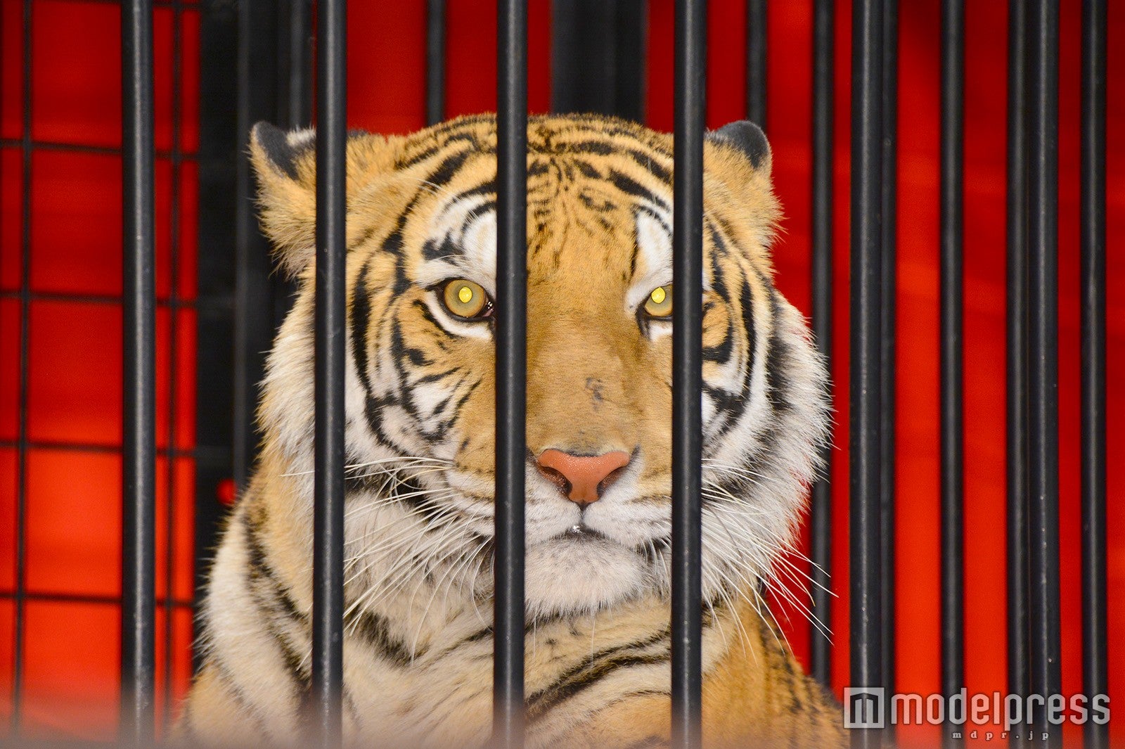 アンジー （C）モデルプレス