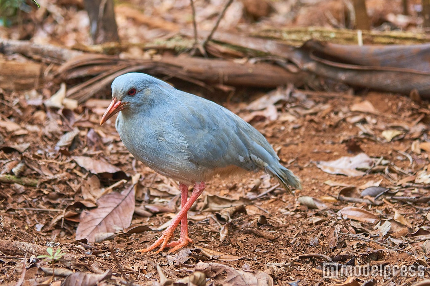 ニューカレドニアの国鳥で、飛べない鳥「カグー」（C）モデルプレス