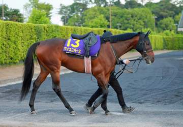 【宝塚記念】マイユニバース 気持ちに余裕 馬体重プラス30キロに武幸師「見ての通り、体はいいですから」