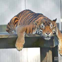 スマトラトラのこんなリラックスした姿が見られるかも(C)モデルプレス