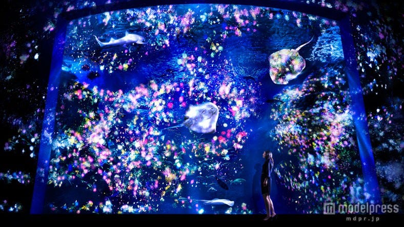 夜の江ノ島水族館が幻想的な光のアート空間へ