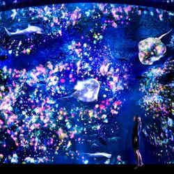 新江ノ島水族館でプロジェクションマッピング/「花と魚- 相模湾大水槽/Flowers and Fish-Enoshima Aquarium Big Sagami Bay Tank」/画像提供:新江ノ島水族館【モデルプレス】