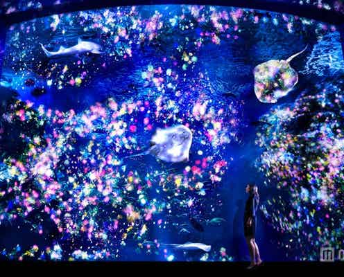 幻想的な光の花が咲き誇る 江ノ島でプロジェクションマッピング開催