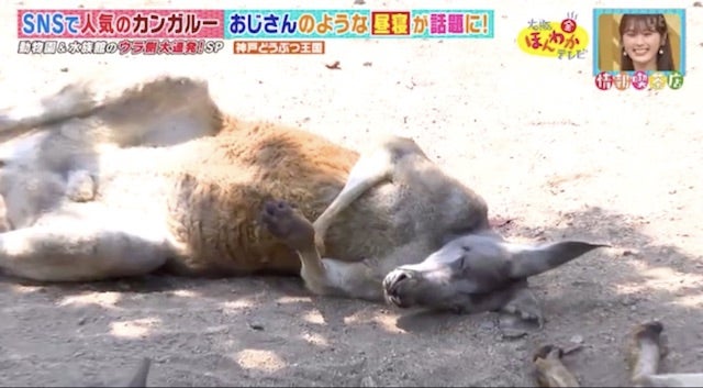 カワイイ姿がSNSで話題に…！人気の動物園・水族館のウラ側