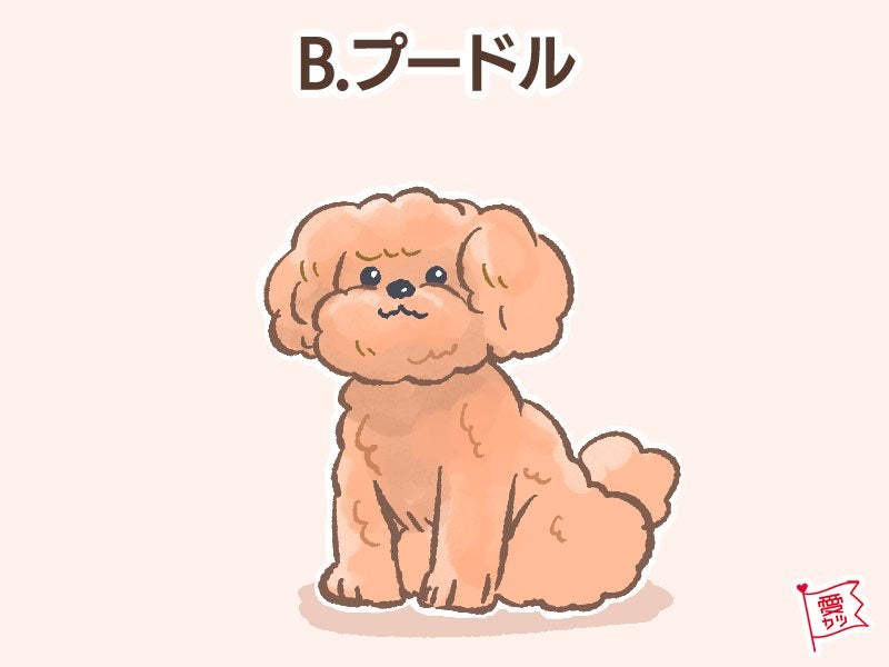 B：「プードル」を選んだあなた