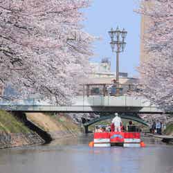 松川の両岸に咲き誇るソメイヨシノは「日本さくら名所100選」にも選ばれています／提供画像