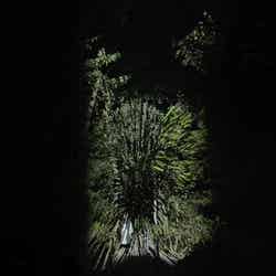 チームラボ 幽谷隠田跡(C)チームラボ