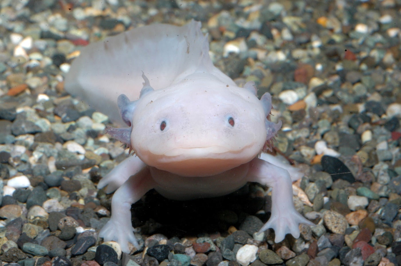 ウーパールーパー特別展示（提供画像）