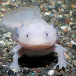 ウーパールーパー特別展示(提供画像)