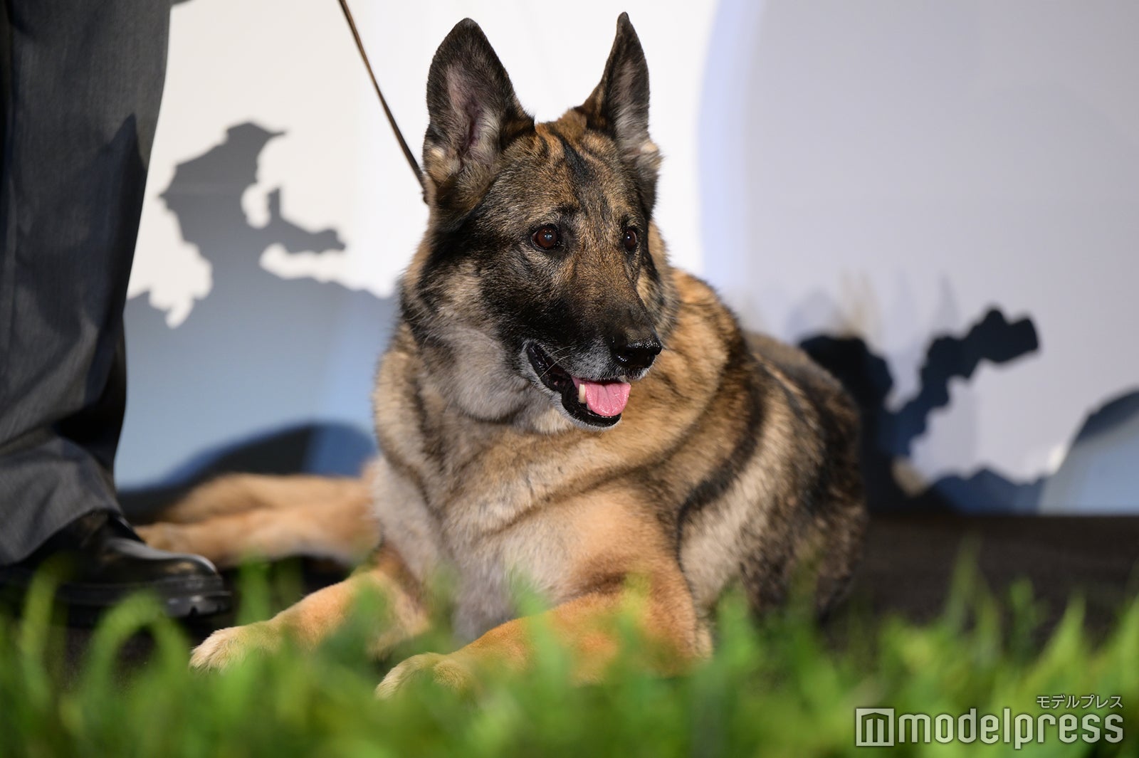 さくら（C）モデルプレス