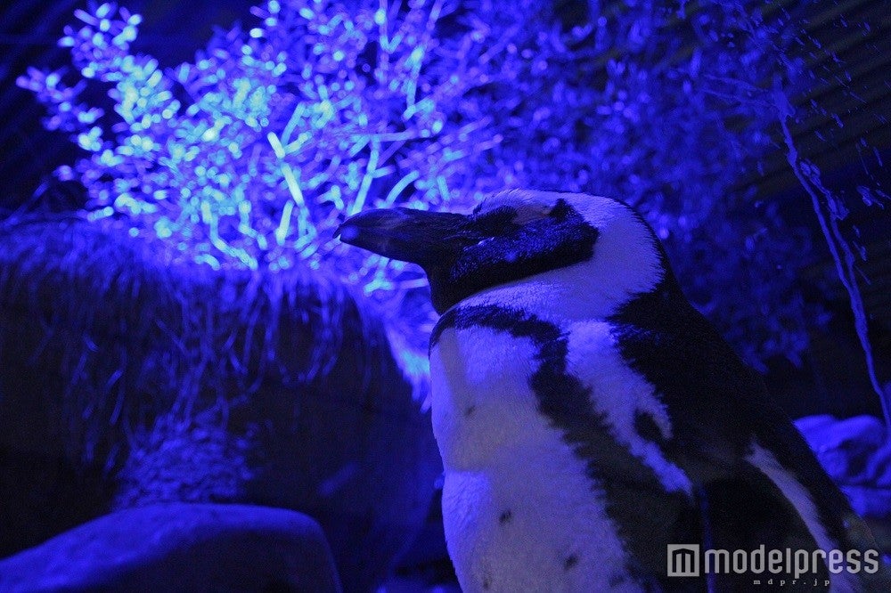 昼とは異なった様子のペンギンたち／画像提供：京都水族館