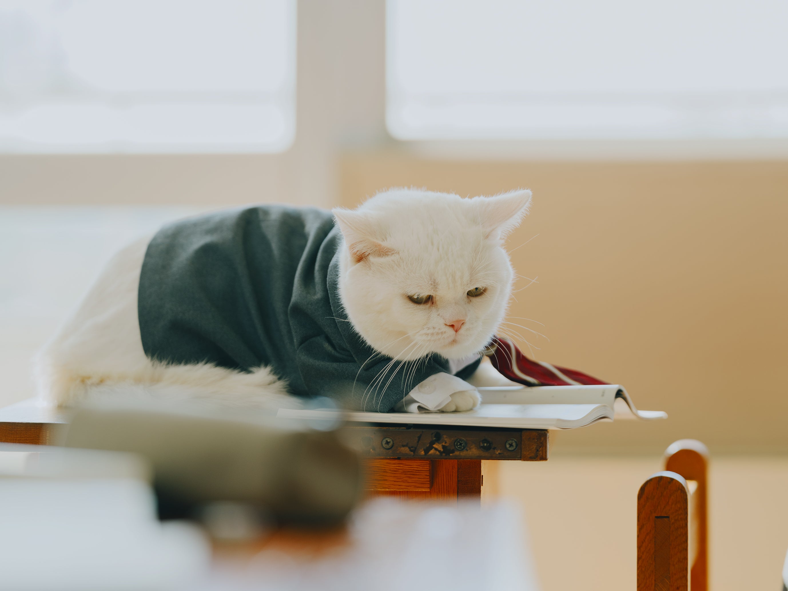 大福（C）仲間りょう／集英社 　（C）2026 映画「⾼校⽣家族」製作委員会