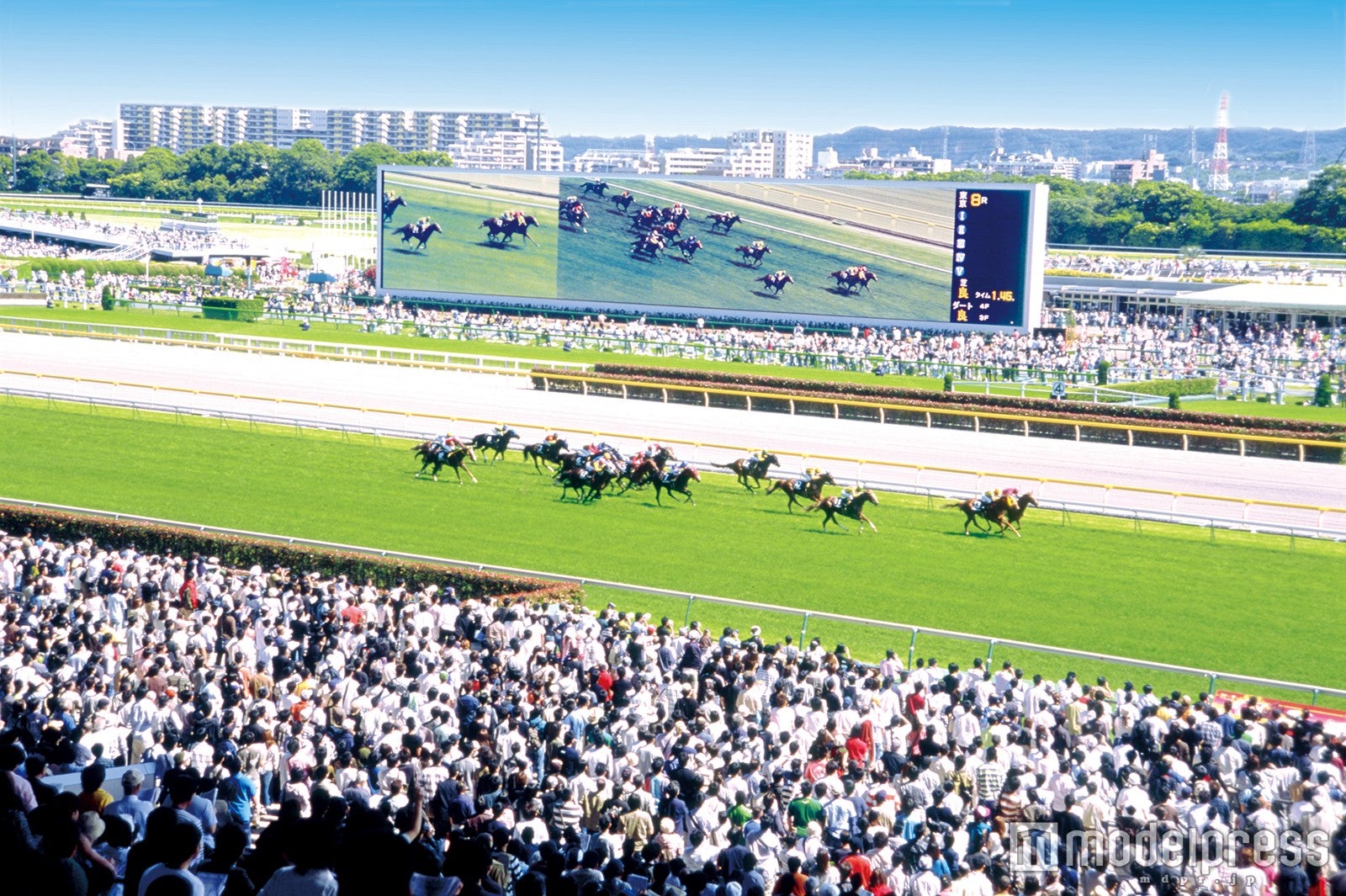 東京競馬場のレース風景
