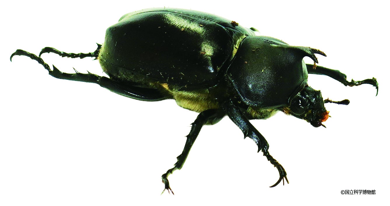 カブトムシのギナンドロモルフ（C）国立科学博物館