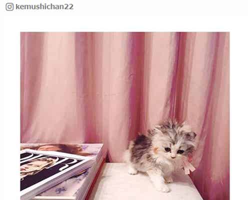 こじはるの愛猫“けむしちゃん”が悶絶級に可愛い!専用インスタもオープン