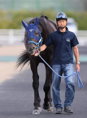 【菊花賞】アウダーシア 内枠2枠3番はプラス要素 手塚久師「1周目はコンコースを回りたいので」