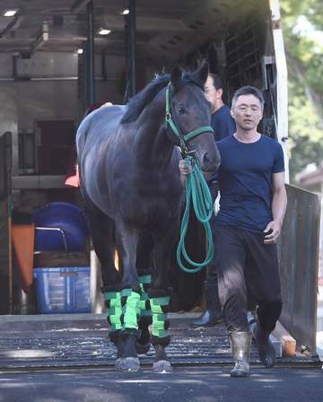 【日本ダービー】ロブチェン 2冠へいざ出陣 房野助手は好仕上がりアピール「今までで一番」 松山へ託す「ダービーを楽しんで」