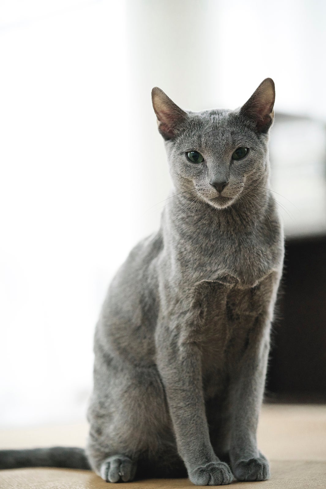 猫の良男（C）2018「猫は抱くもの」製作委員会