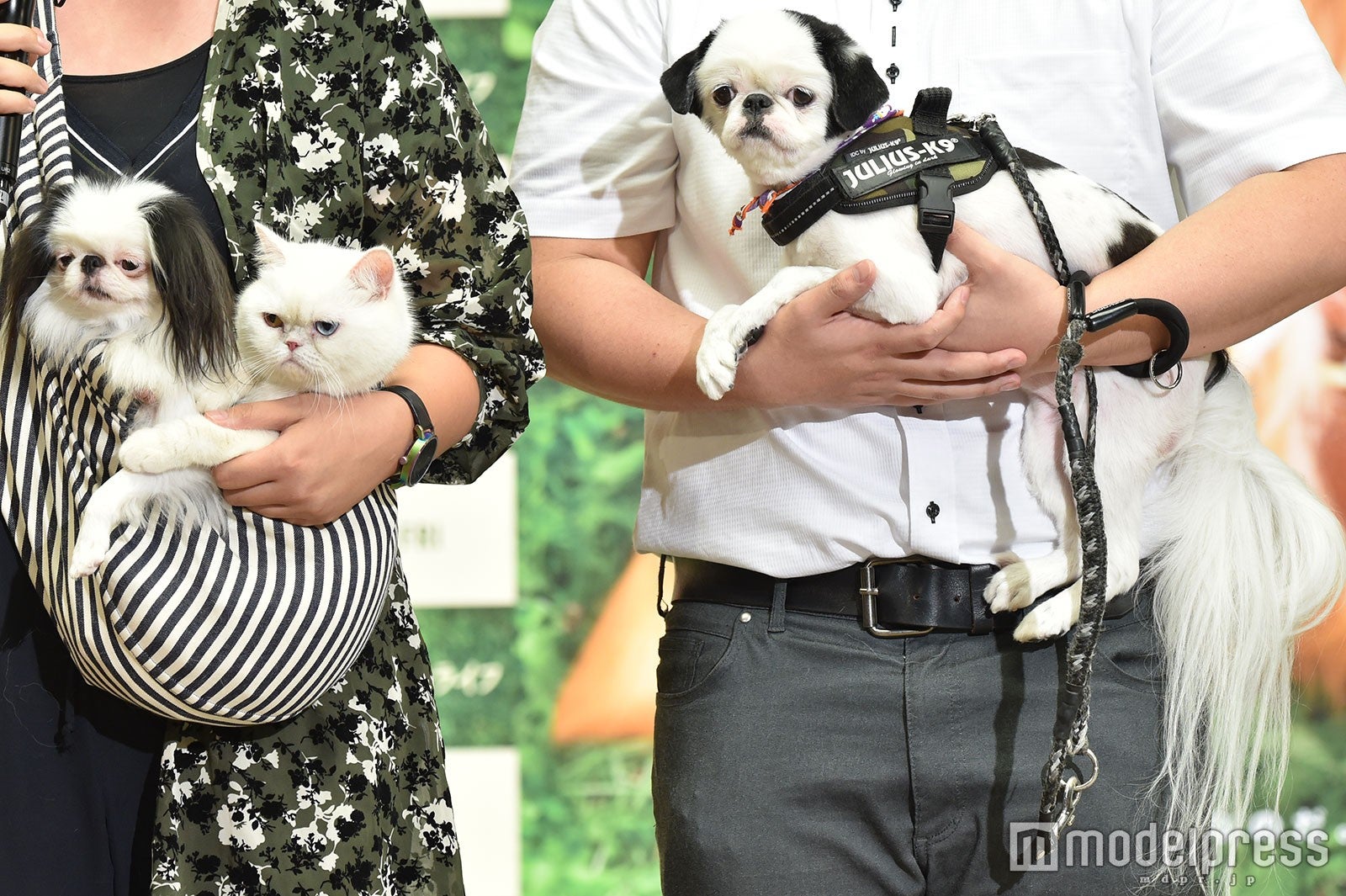 ほかにもワンちゃんたちがいっぱい（C）モデルプレス