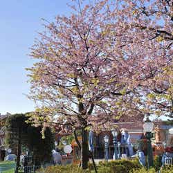 ディズニーで 桜 を満喫 ゲストから絶賛のコメント モデルプレス