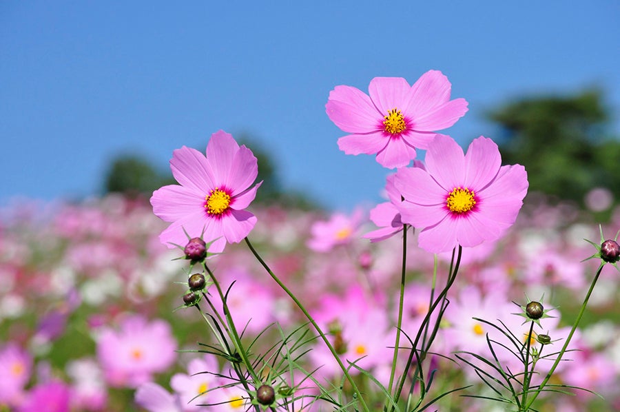 コスモスまつり2018