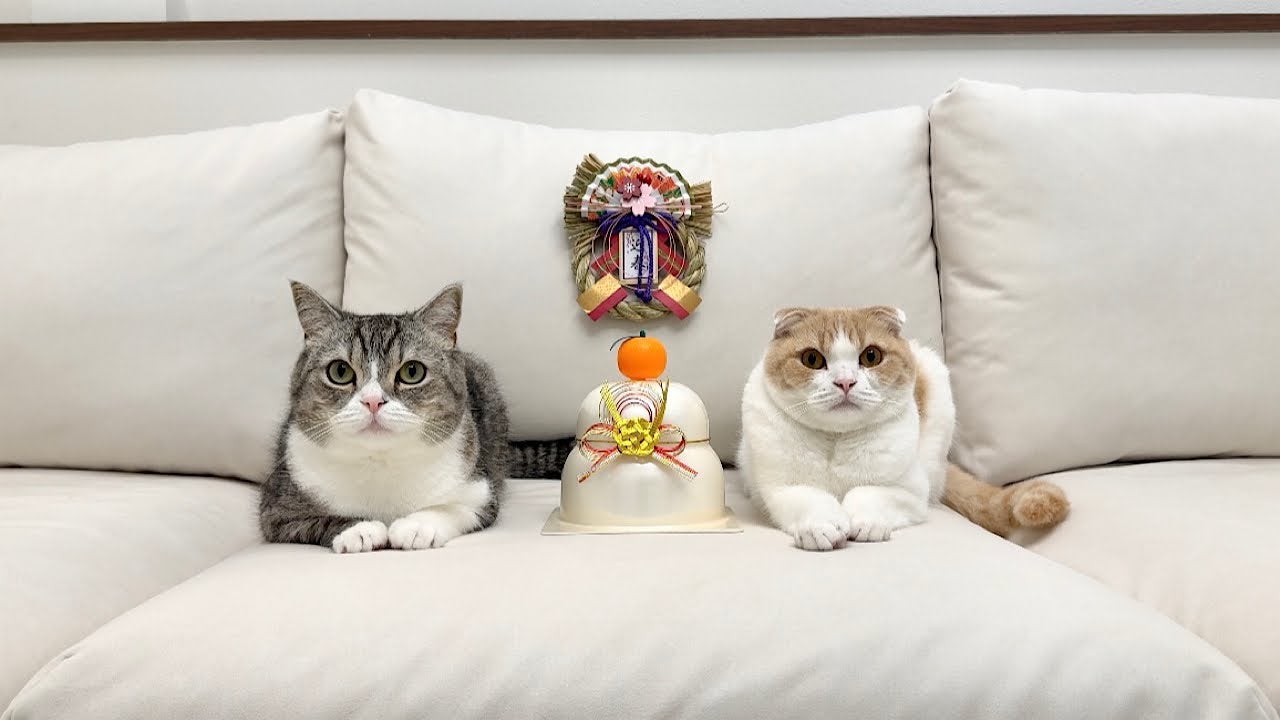 もちまる日記、今後の活動について大切な報告