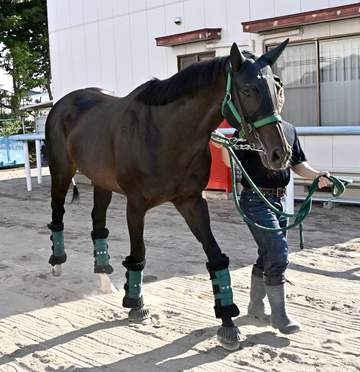 【安田記念】セイウンハーデス 出来の良さ強調 約4年4カ月ぶりのマイル戦に千野助手「ここを目標にしてきた。枠も最高」