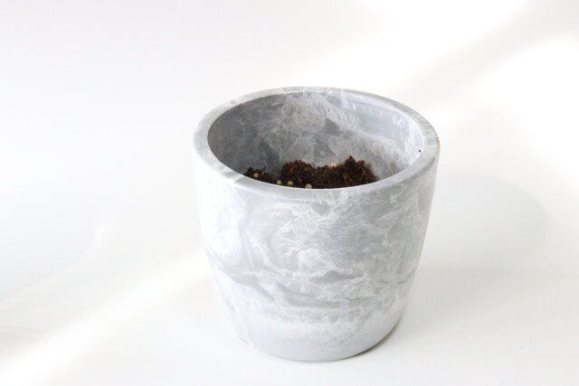 ダイソー 栽培セットやみつきパクチー ダイソーの栽培セットやみつきパクチーを栽培する