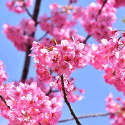 画像提供:よみうりランド