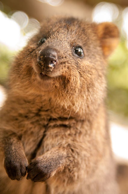 悶絶級の可愛さ 動物だらけの海外の楽園4選 女子旅プレス