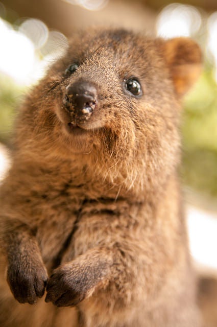 悶絶級の可愛さ 動物だらけの海外の楽園4選 女子旅プレス 悶絶級の可愛さ 動物だらけの海外の楽園4選 女子旅プレス