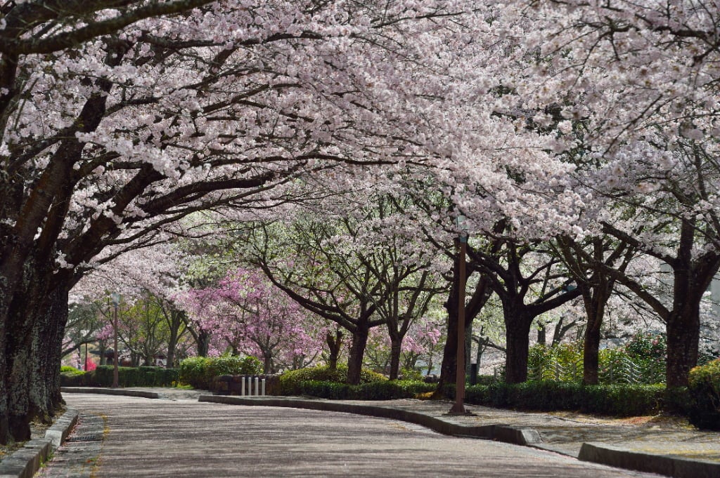 【京都】桜のトンネルが楽しめる「2026亀岡さくらウィーク」が開催！ 夜桜ライトアップやエコマルシェも