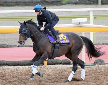 昨年の有馬記念＆皐月賞覇者ミュージアムマイルは来年の復帰目指す 術後の経過良好＆騎乗調教再開