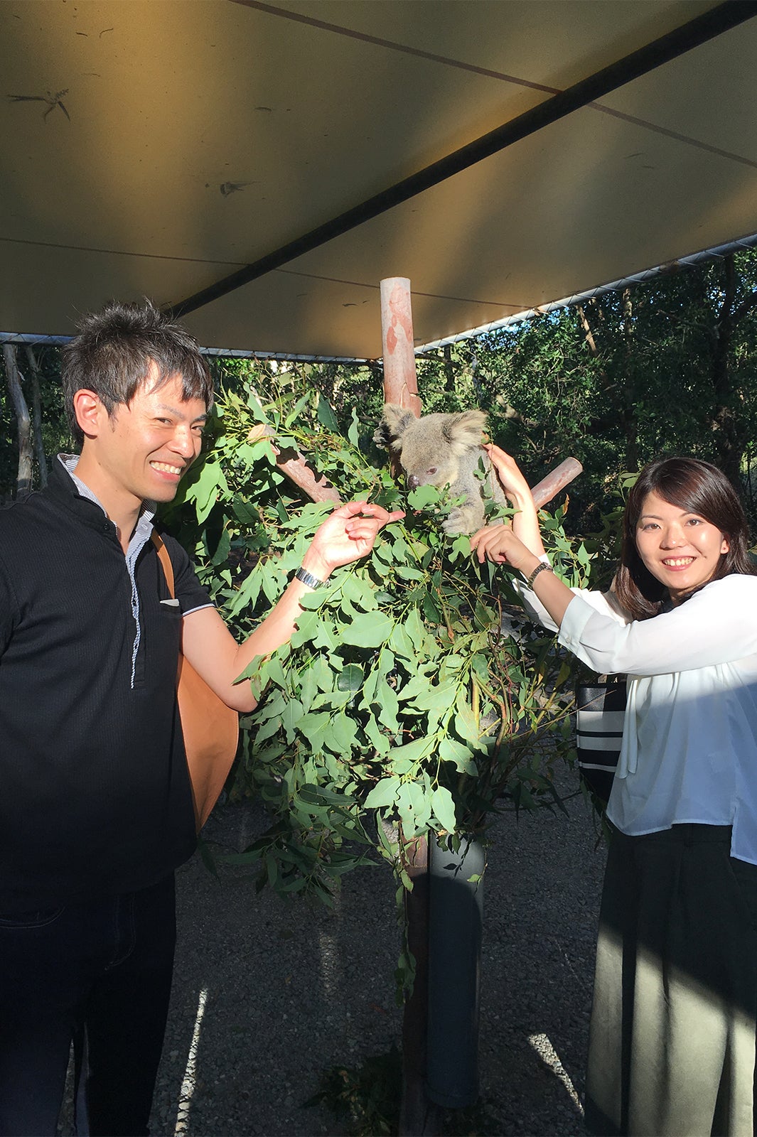 可愛いコアラと記念撮影／画像提供：JTBワールドバケーションズ