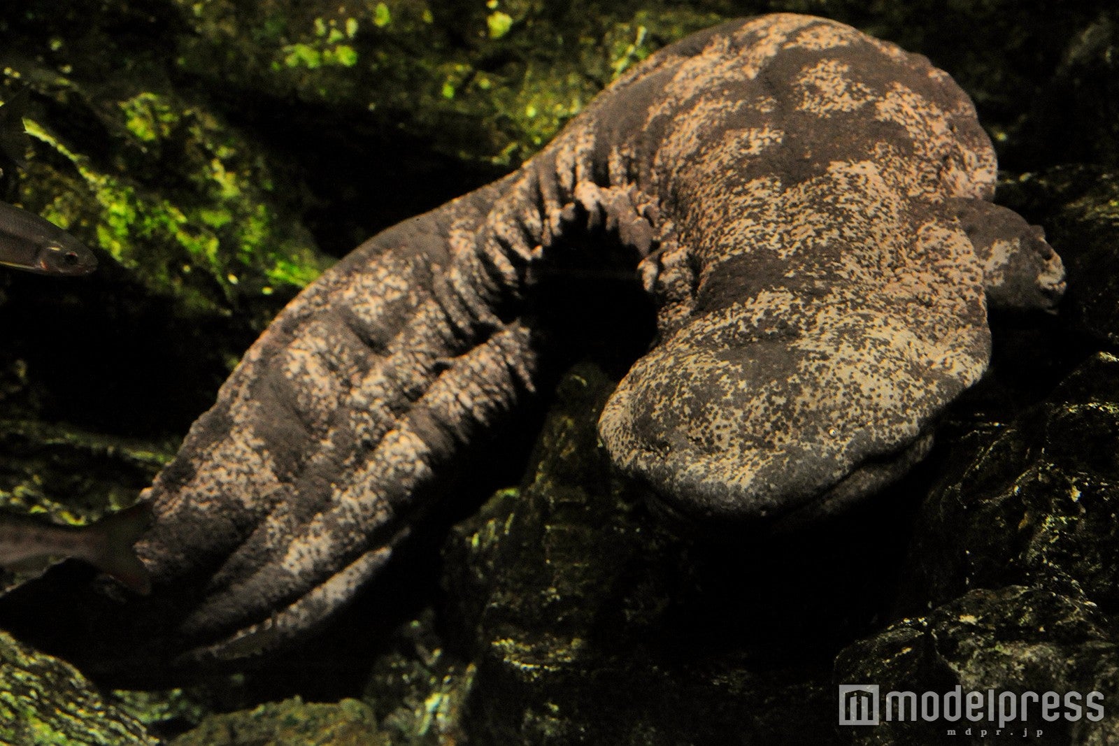 オオサンショウウオ／画像提供：京都水族館