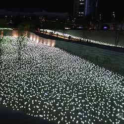 「東大門デザインプラザ」の野外芝生公園に咲く“光のバラ”／画像提供：韓国観光公社