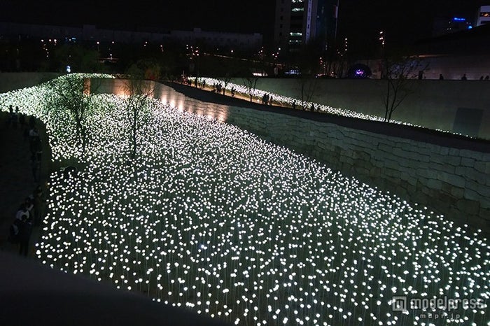 「東大門デザインプラザ」の野外芝生公園に咲く“光のバラ”／画像提供：韓国観光公社